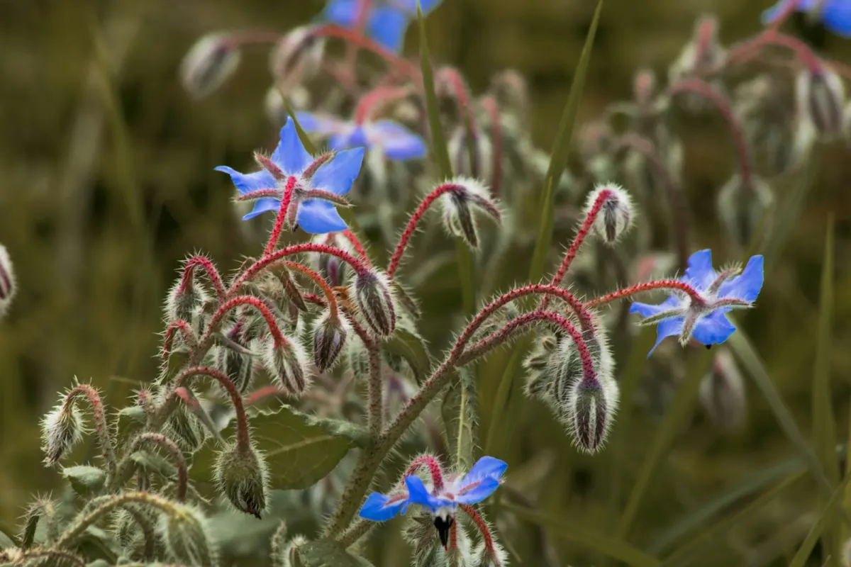Borage flowers in bloom, their star-shaped blue petals catching the light