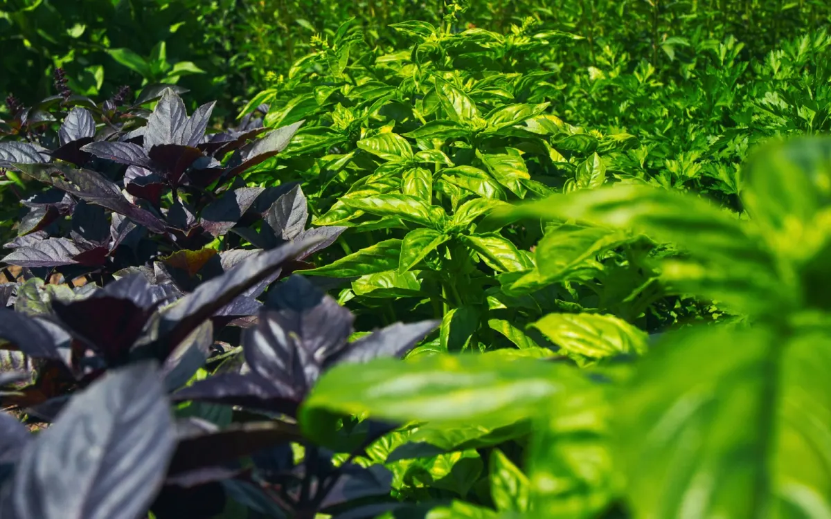 Rows of green and purple basil growing in a garden bed