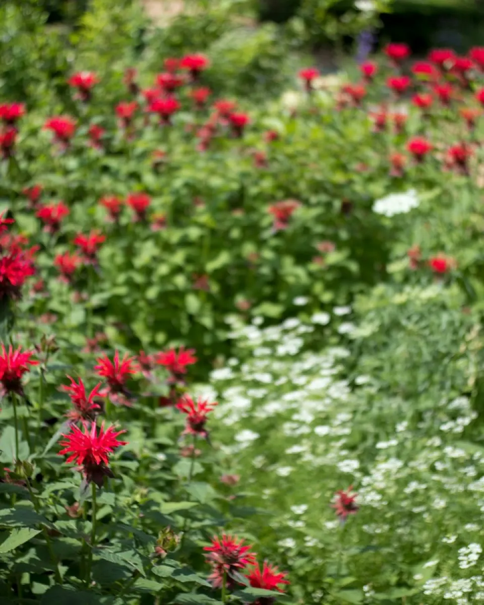 Red bee balm and white Queen Anne's lace blooming together in a garden bed