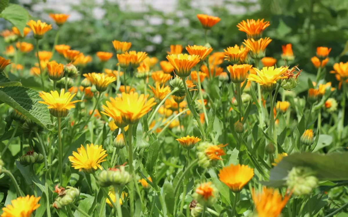 Bright orange and yellow calendula flowers in bloom