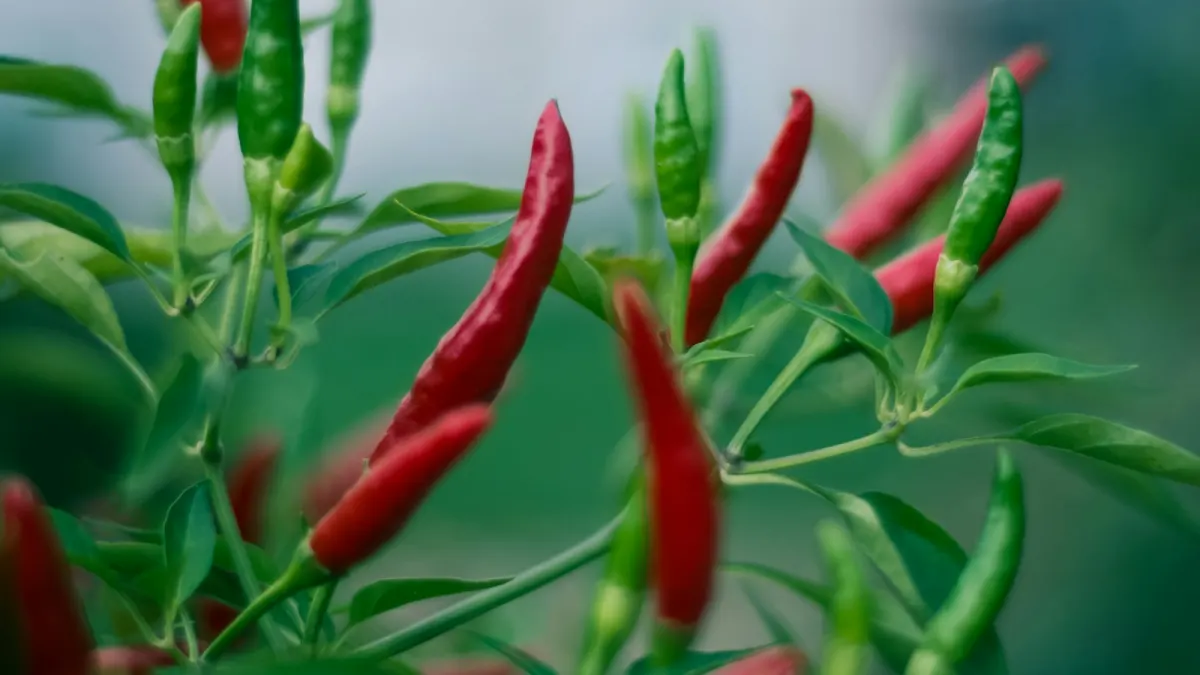 Ripening cayenne chili pods on the plant