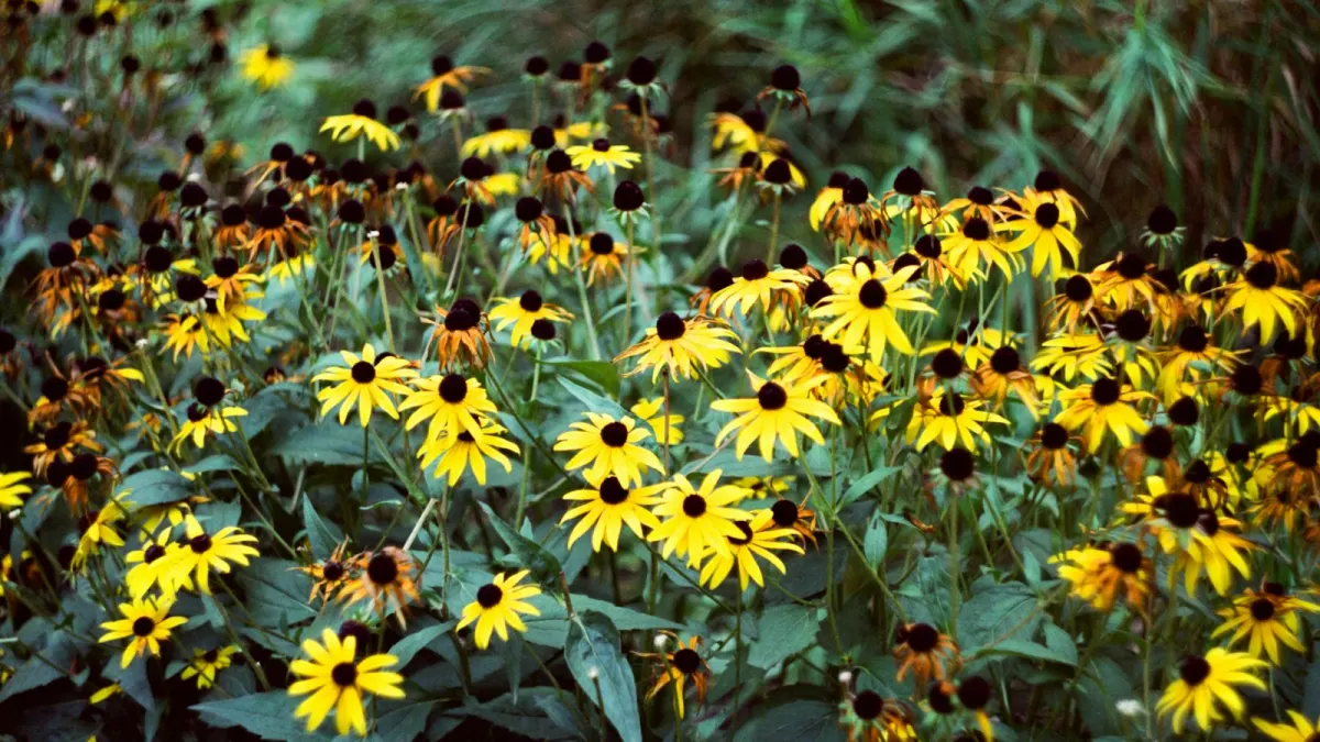 A border of black-eyed Susans in bloom along a garden bed