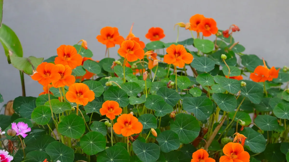 A mounded bed of nasturtiums in bloom
