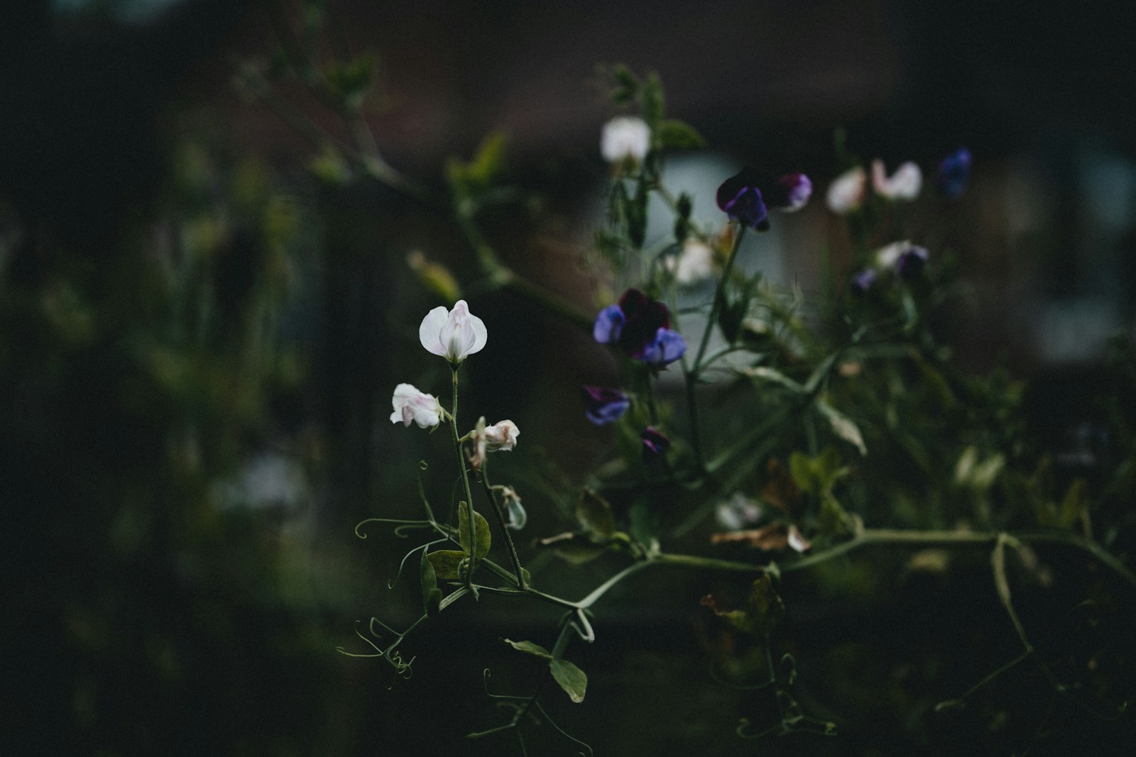 Sweet pea vines with curling tendrils and white, pink and purple flowers