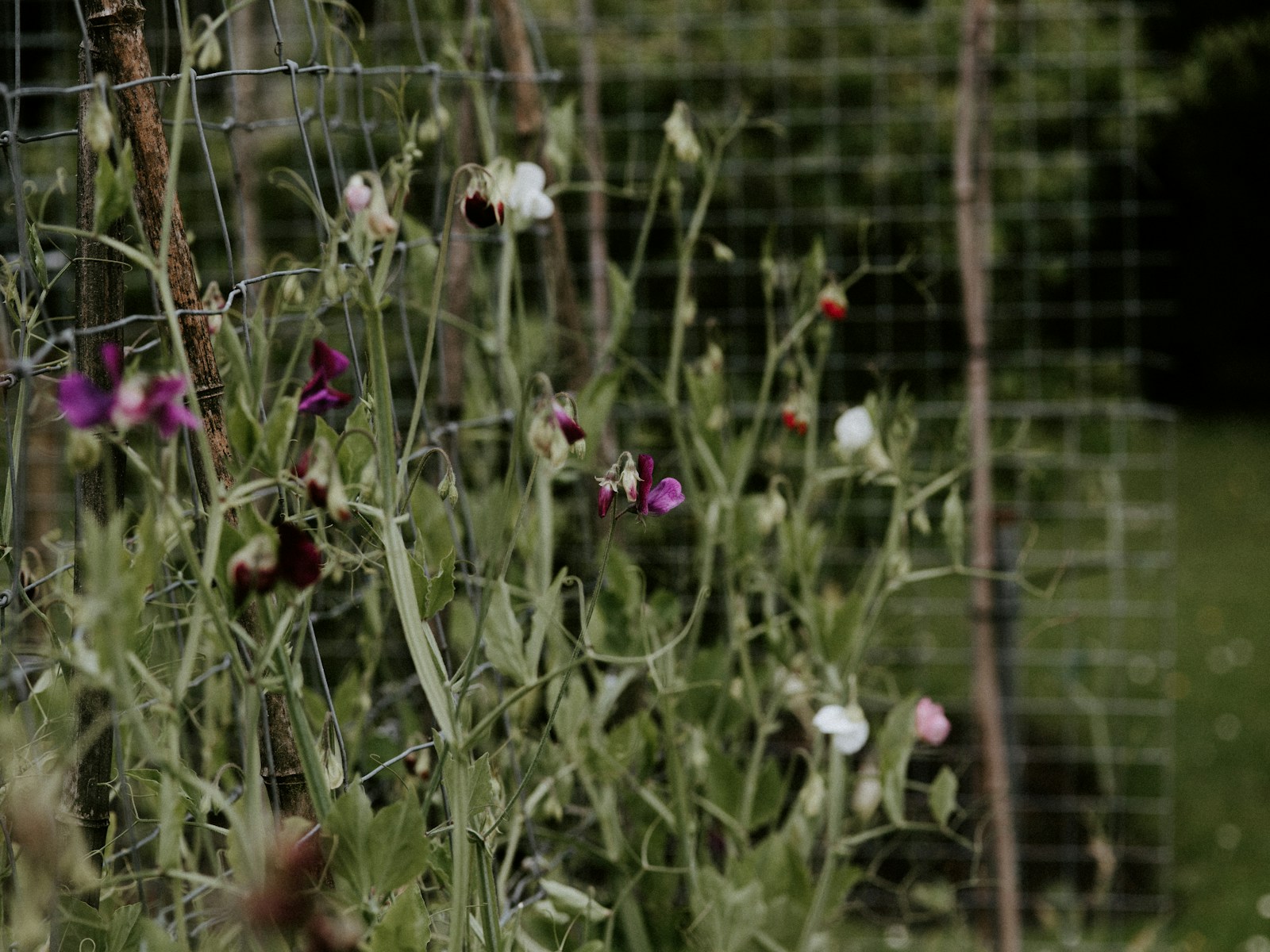 Sweet pea vines climbing wire mesh and canes, with purple, white and red flowers