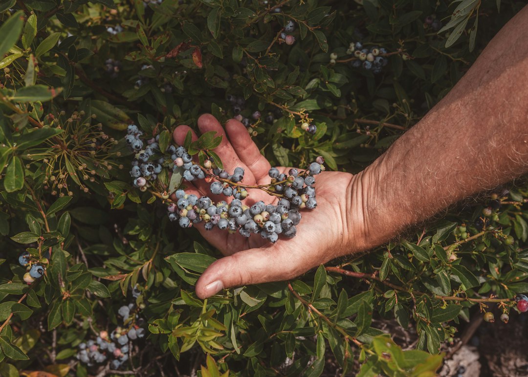A hand holding a cluster of freshly picked blueberries still on the stem