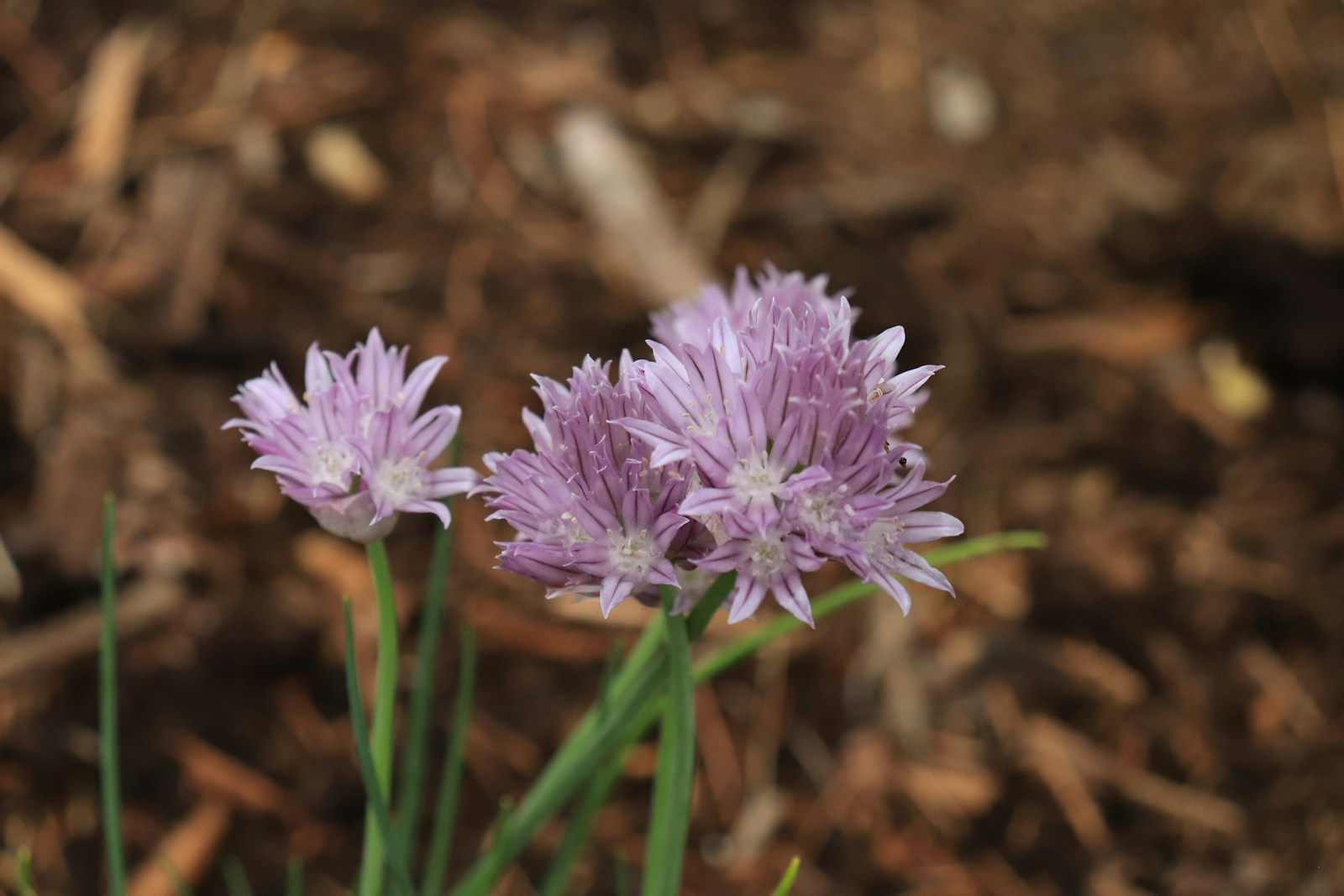 Pale lilac chive flowers with striped petals on green stems