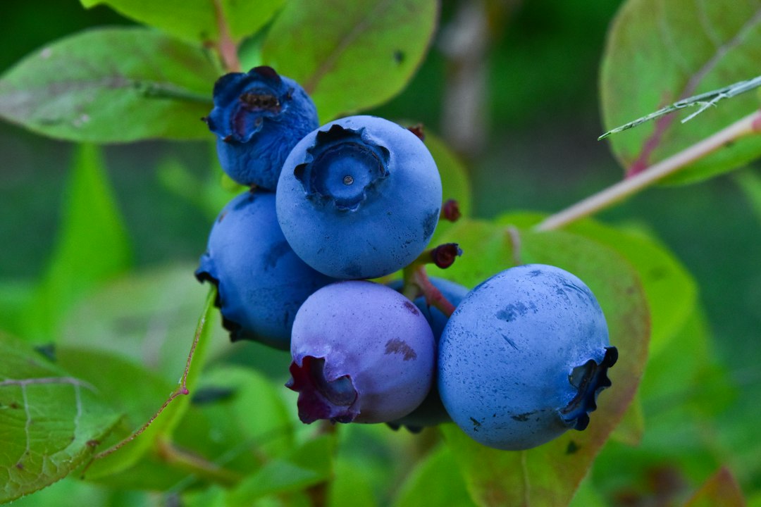 A cluster of ripe blueberries among variegated green leaves on the branch