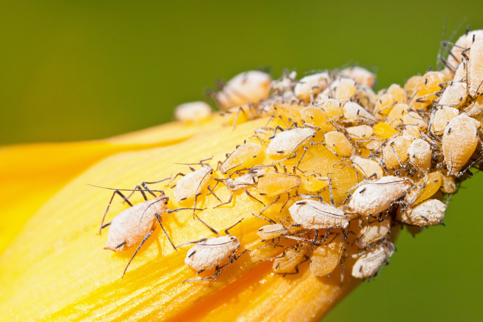 Dense cluster of pale aphids feeding on a yellow flower petal