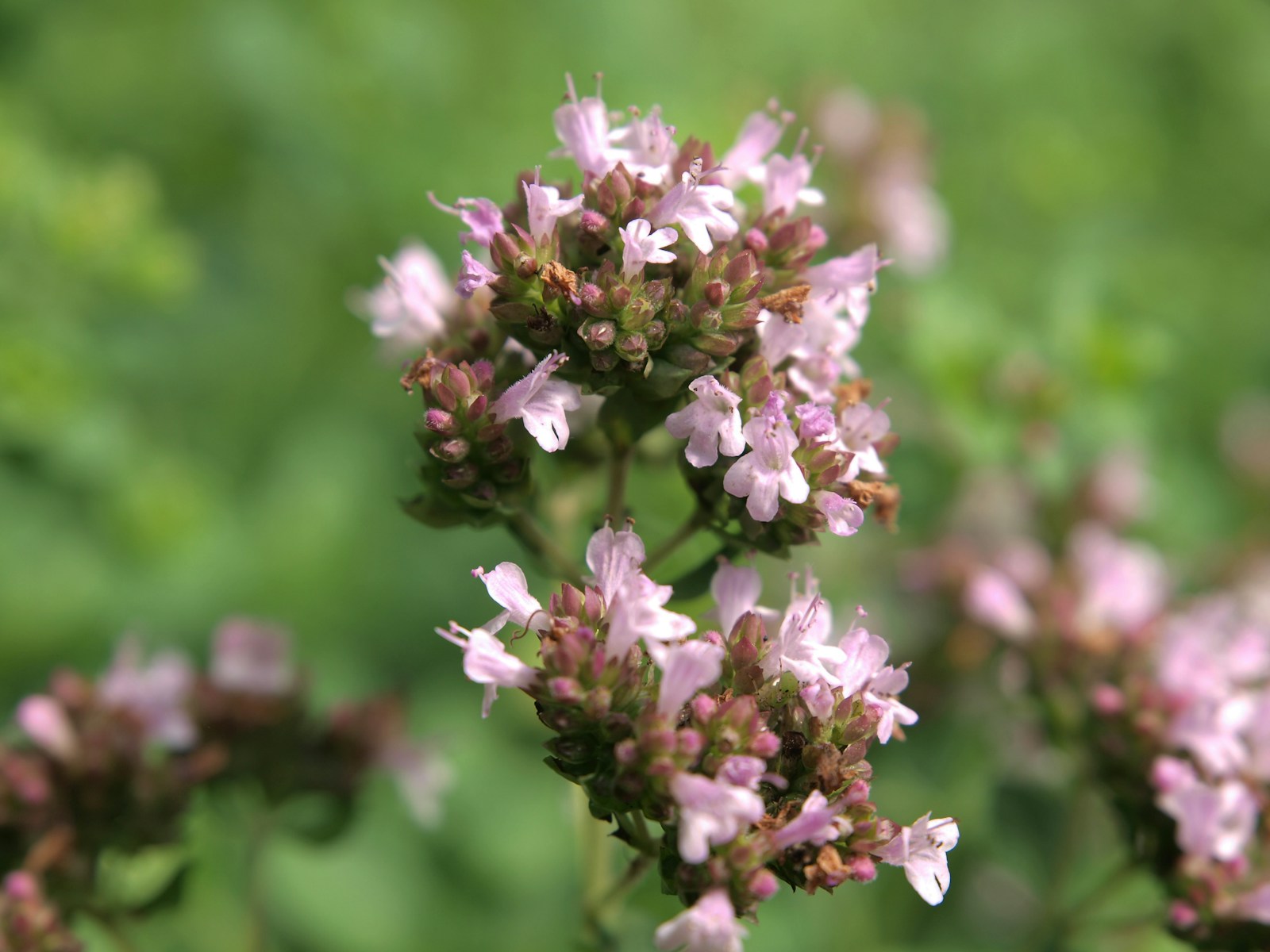 Close-up of pale pink oregano flowers opening from clustered buds