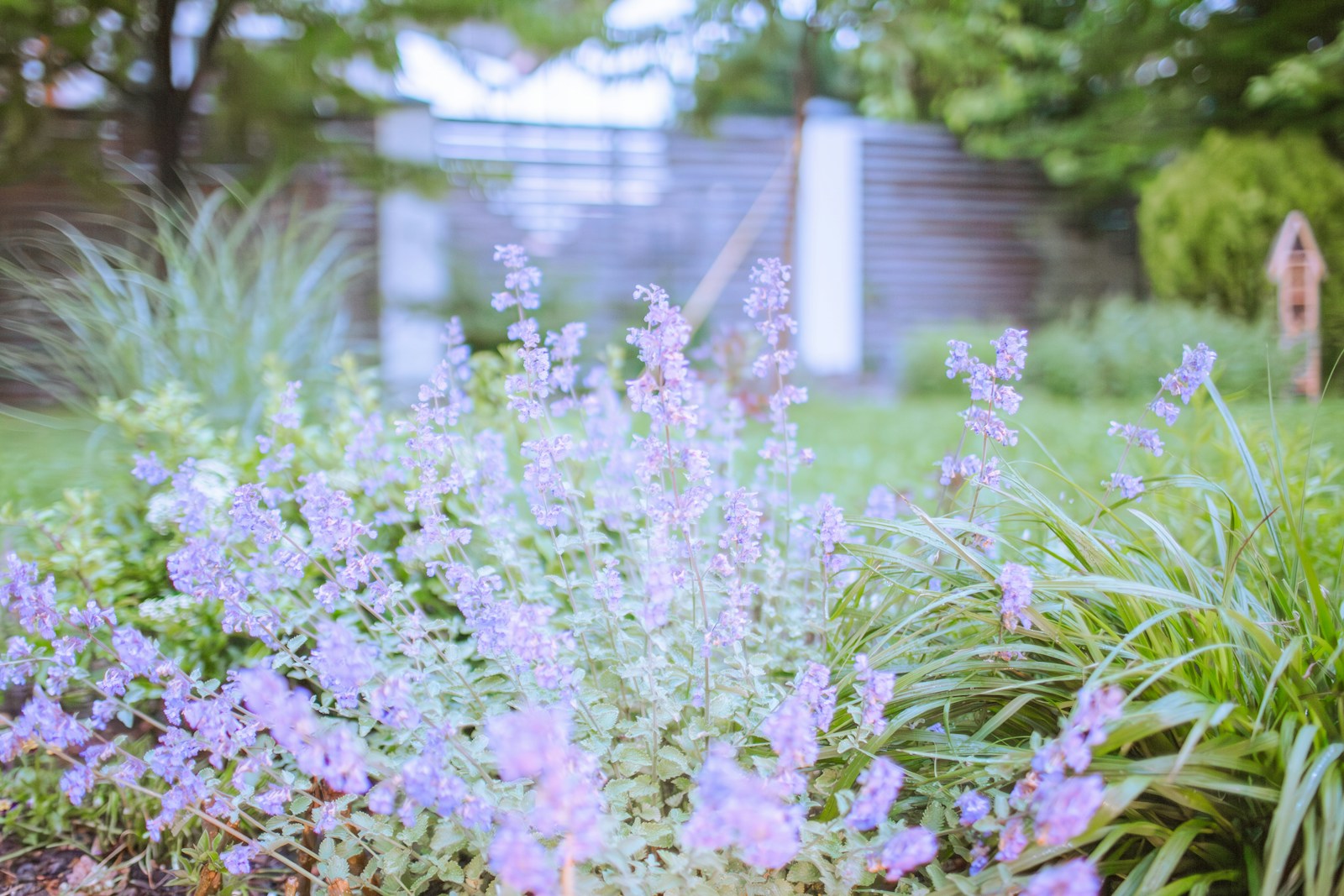 Lavender-blue flower spikes of ornamental catmint edging a garden lawn