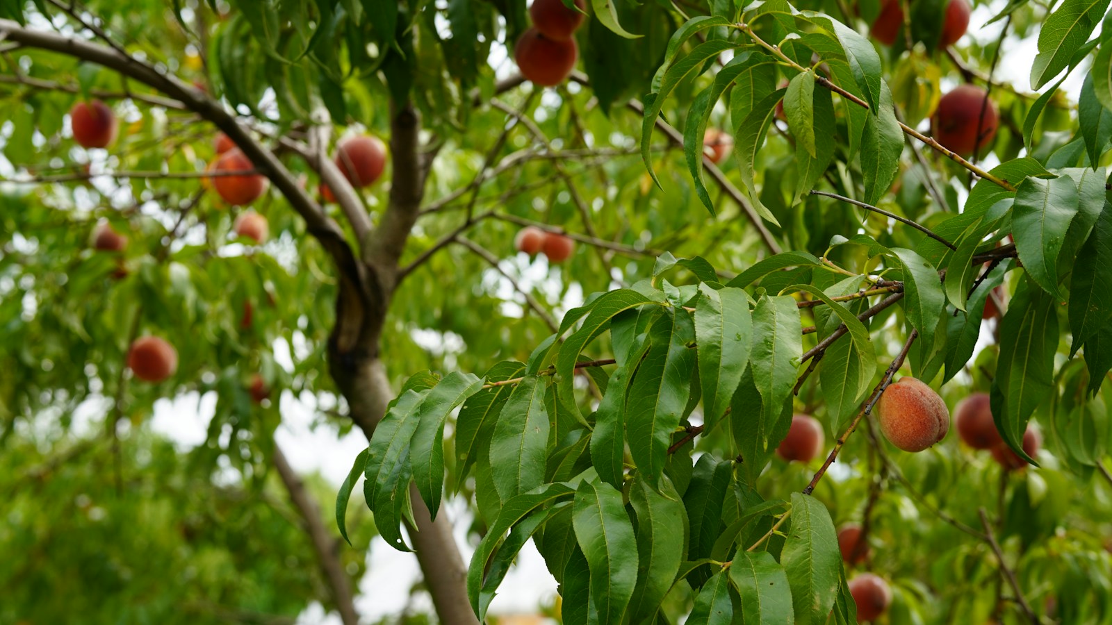Peach branch with long, narrow, drooping leaves and ripening fruit behind