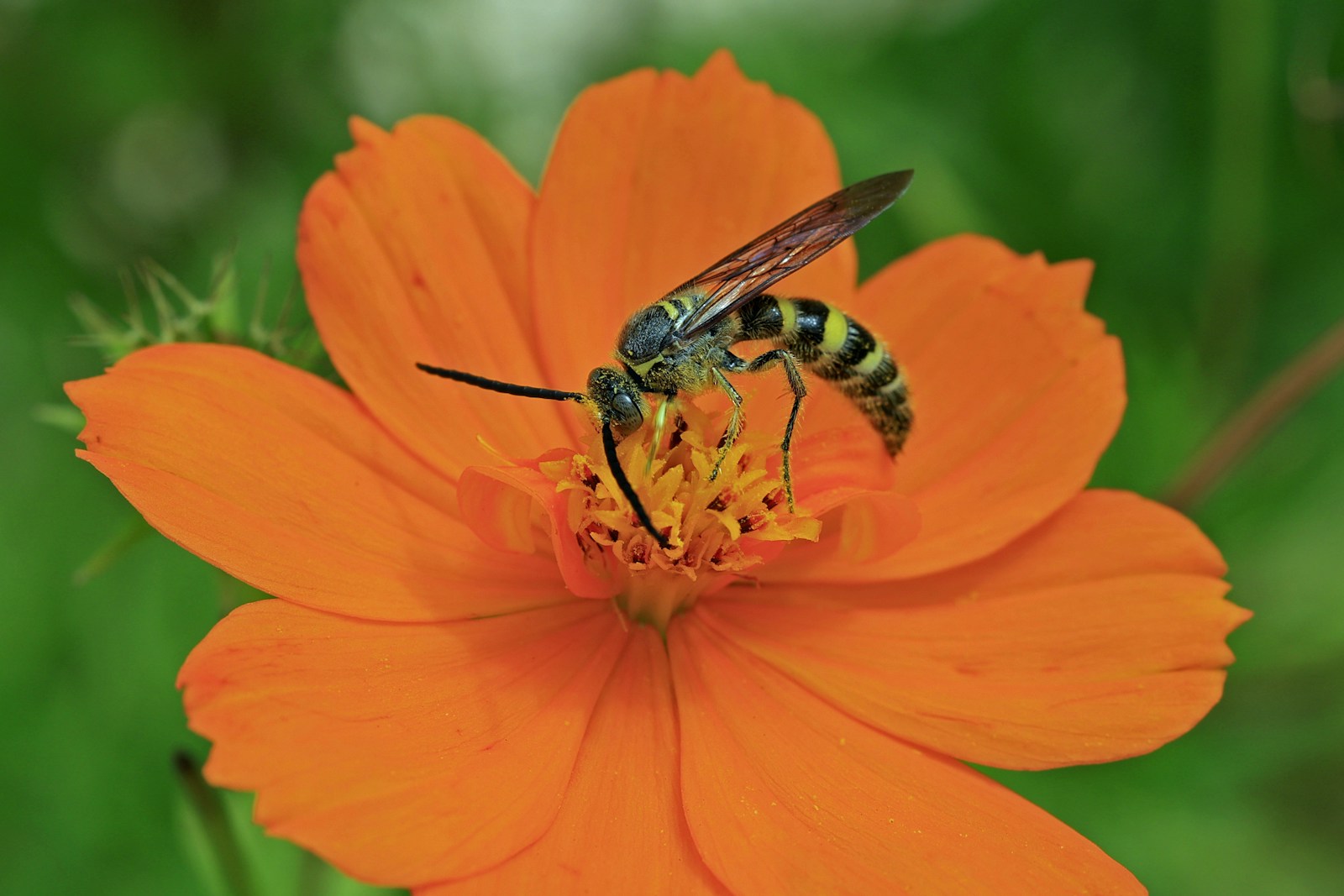 Flower wasp feeding on the pollen of an orange sulphur cosmos flower