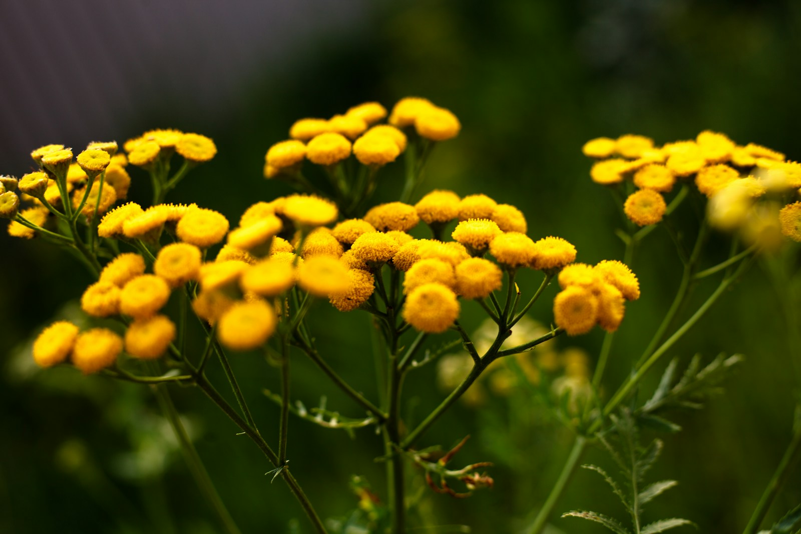 Close view of flat-topped clusters of yellow tansy button flowers