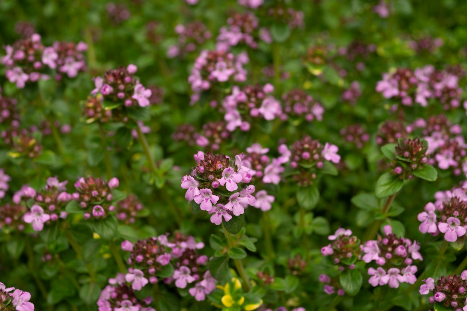 Low mat of thyme covered in clusters of small pink flowers