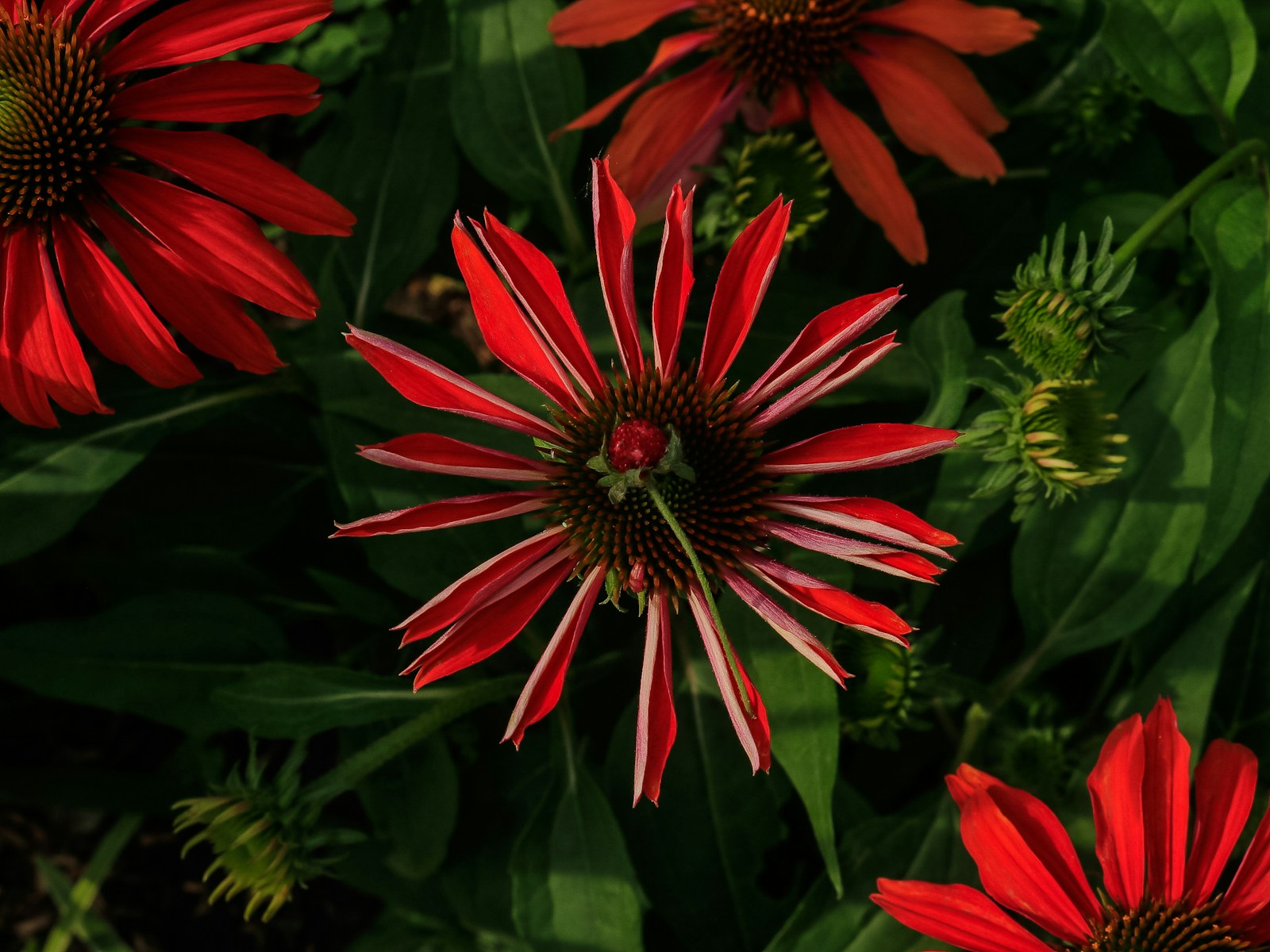 Red hybrid coneflowers with dark cones and unopened green buds
