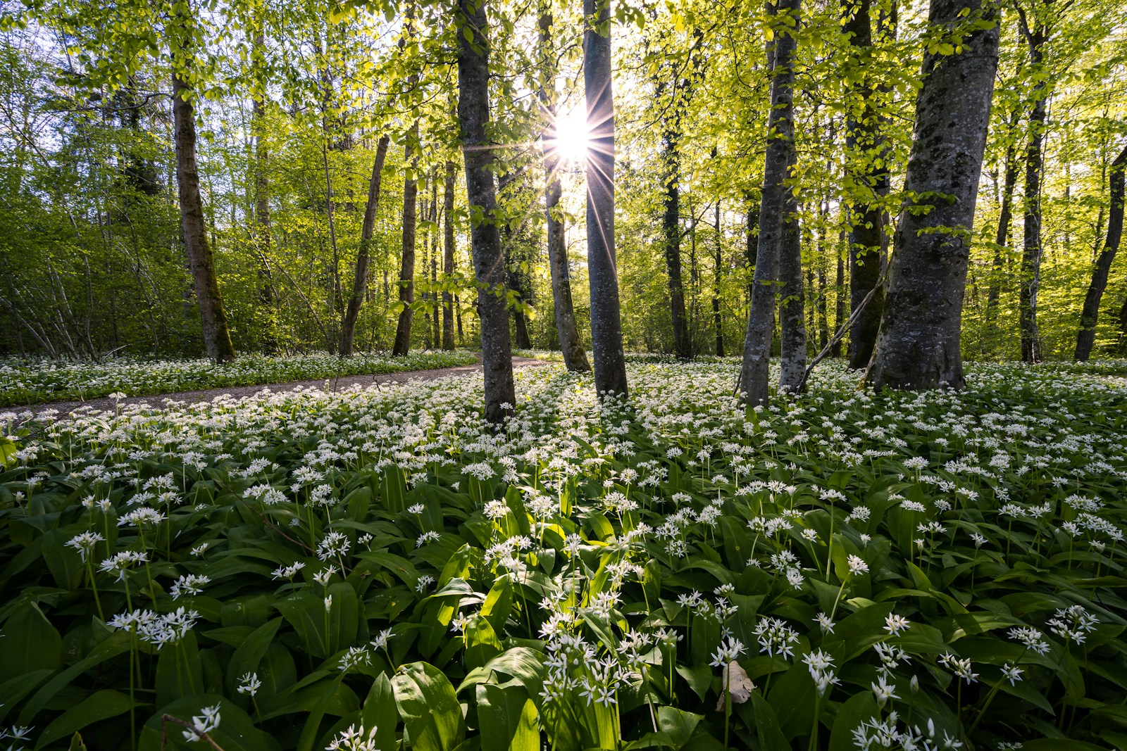 Woodland floor carpeted with flowering wild garlic under beech trees