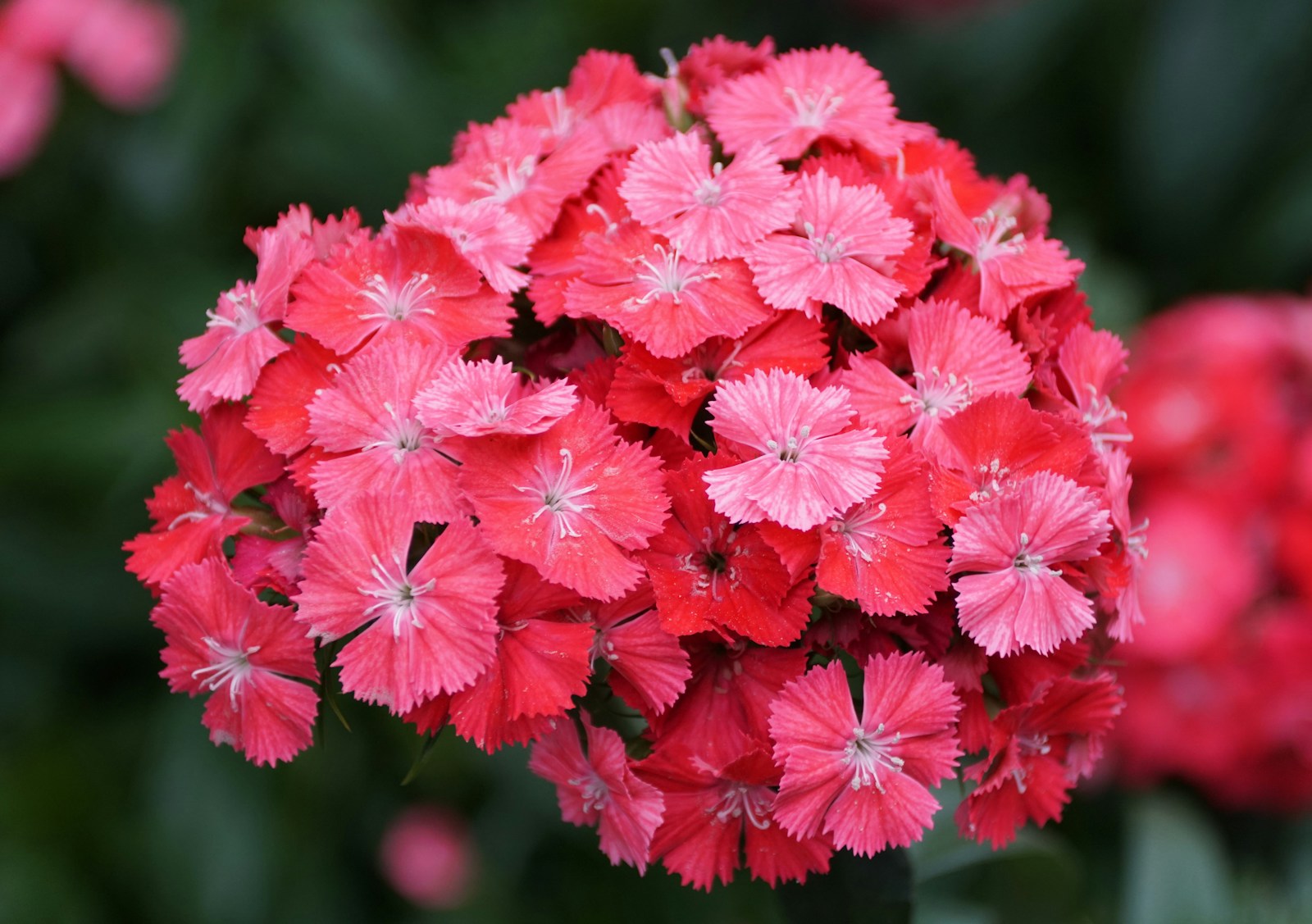Rounded head of red and coral-pink sweet William flowers with fringed edges