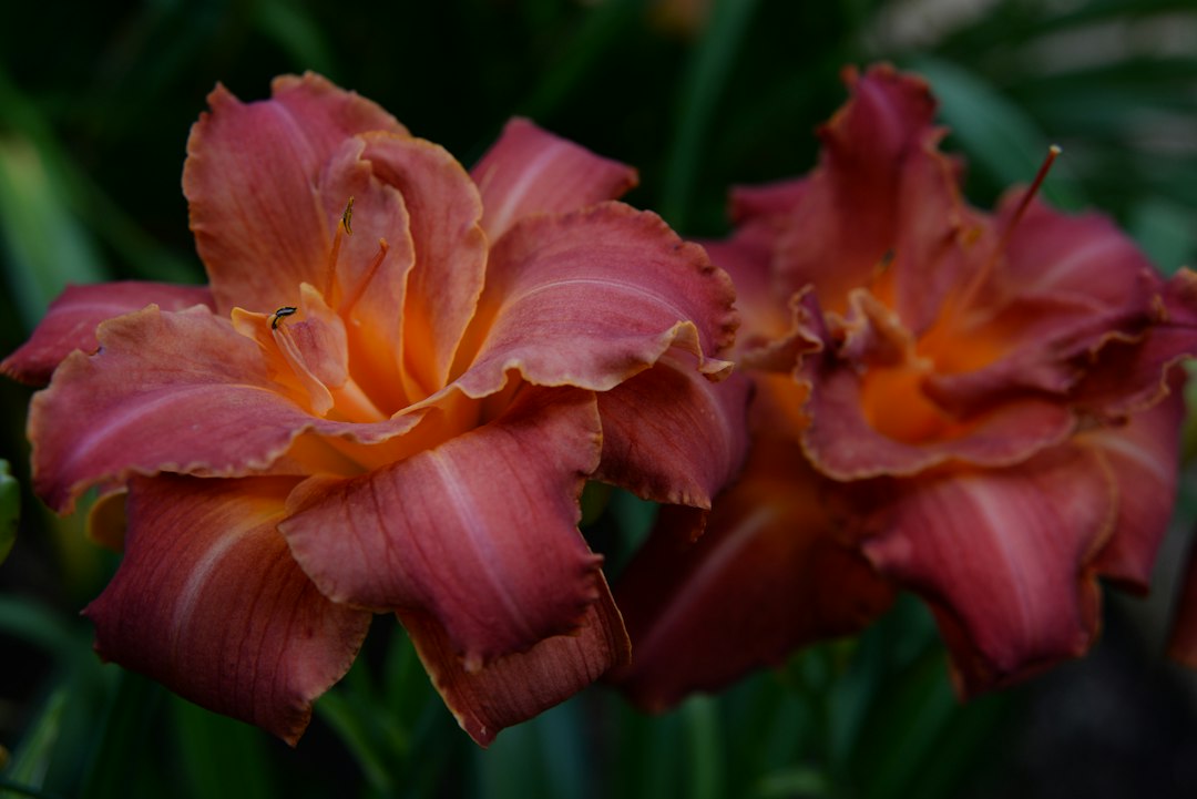 Close-up of ruffled, double-form red-orange daylily blooms with a bright orange throat