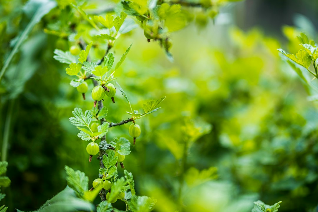 A gooseberry shrub's thorny branch with lobed leaves and a few striped green fruit
