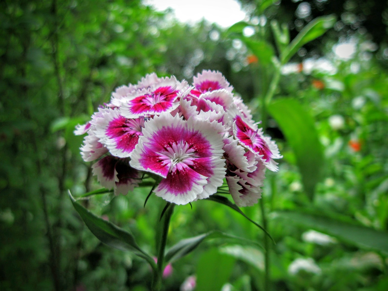 Pink and white bicolour sweet William flower head growing in a leafy garden