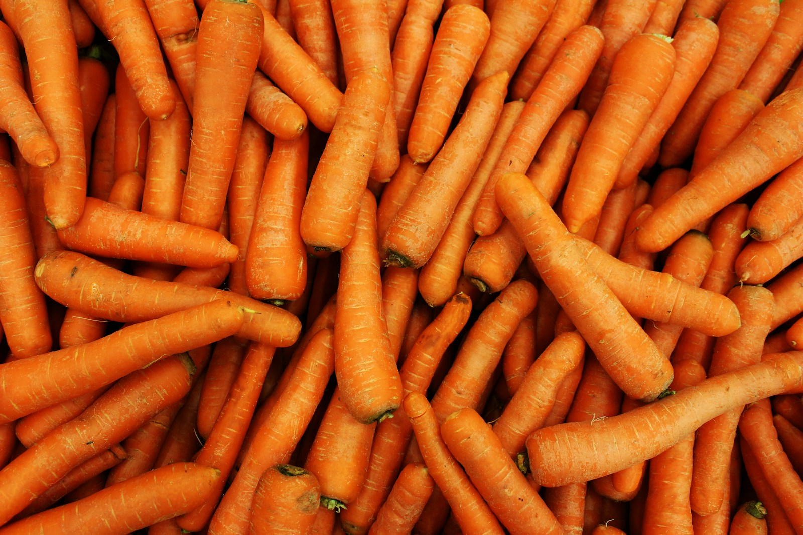A heap of clean, tapered orange carrot roots seen from above