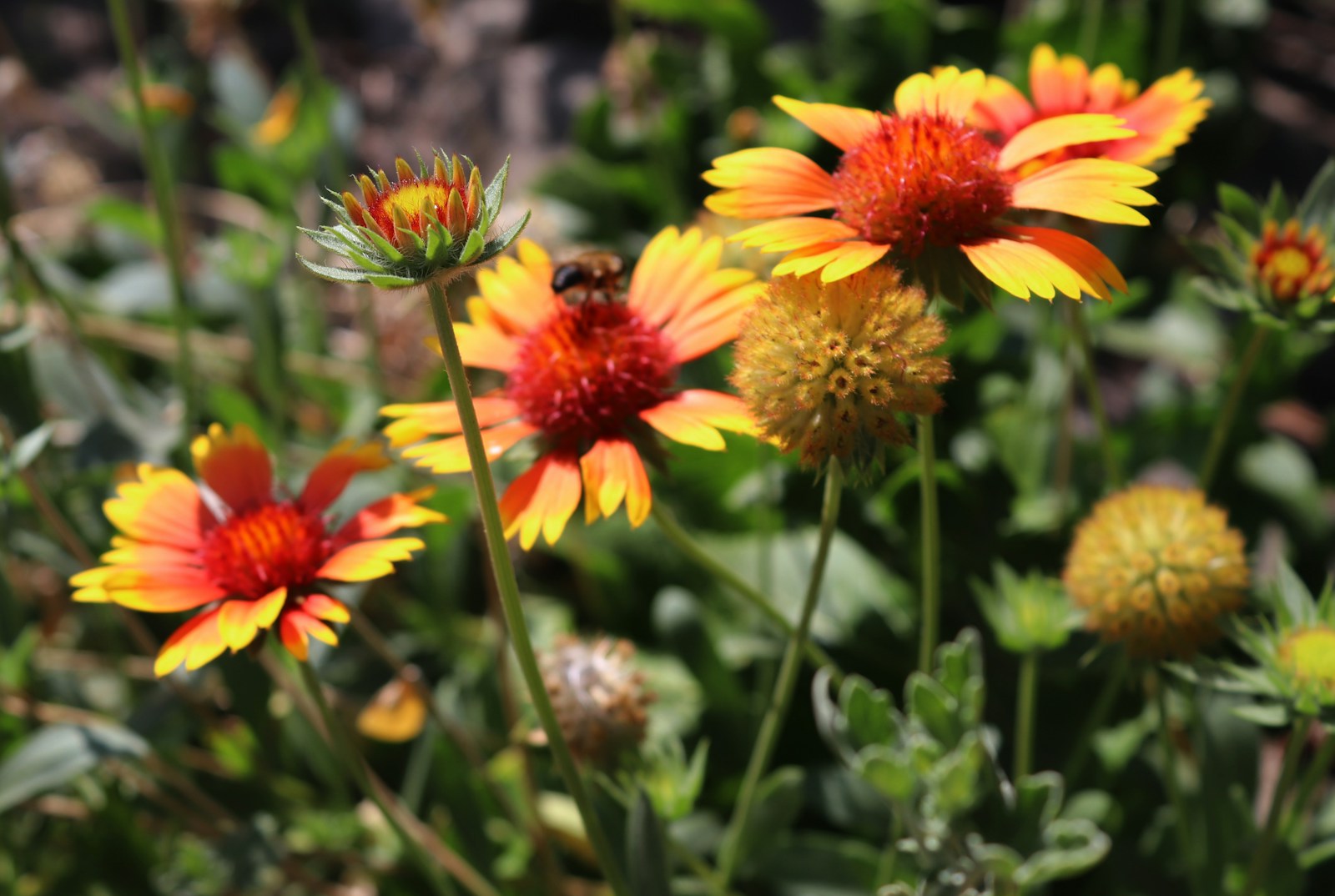 Gaillardia bud, open flowers and round ripening seed heads on one plant