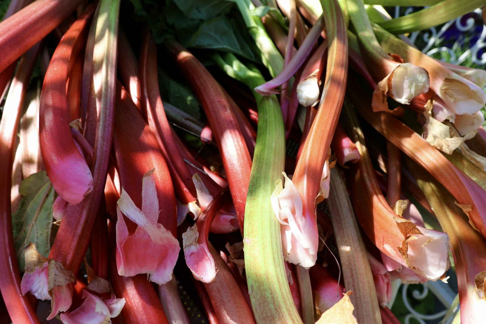 Close-up of pulled red and green rhubarb stalks with papery sheaths