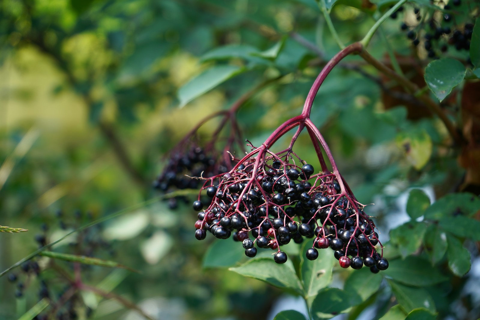 Ripe black elderberries on branching red stalks in a broad cluster