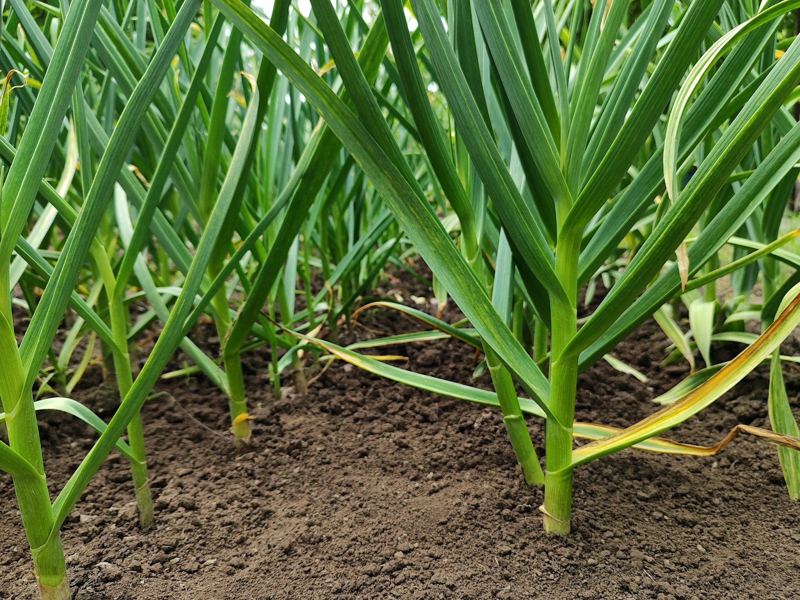 Flat green garlic leaves and thick stems growing in bare dark soil