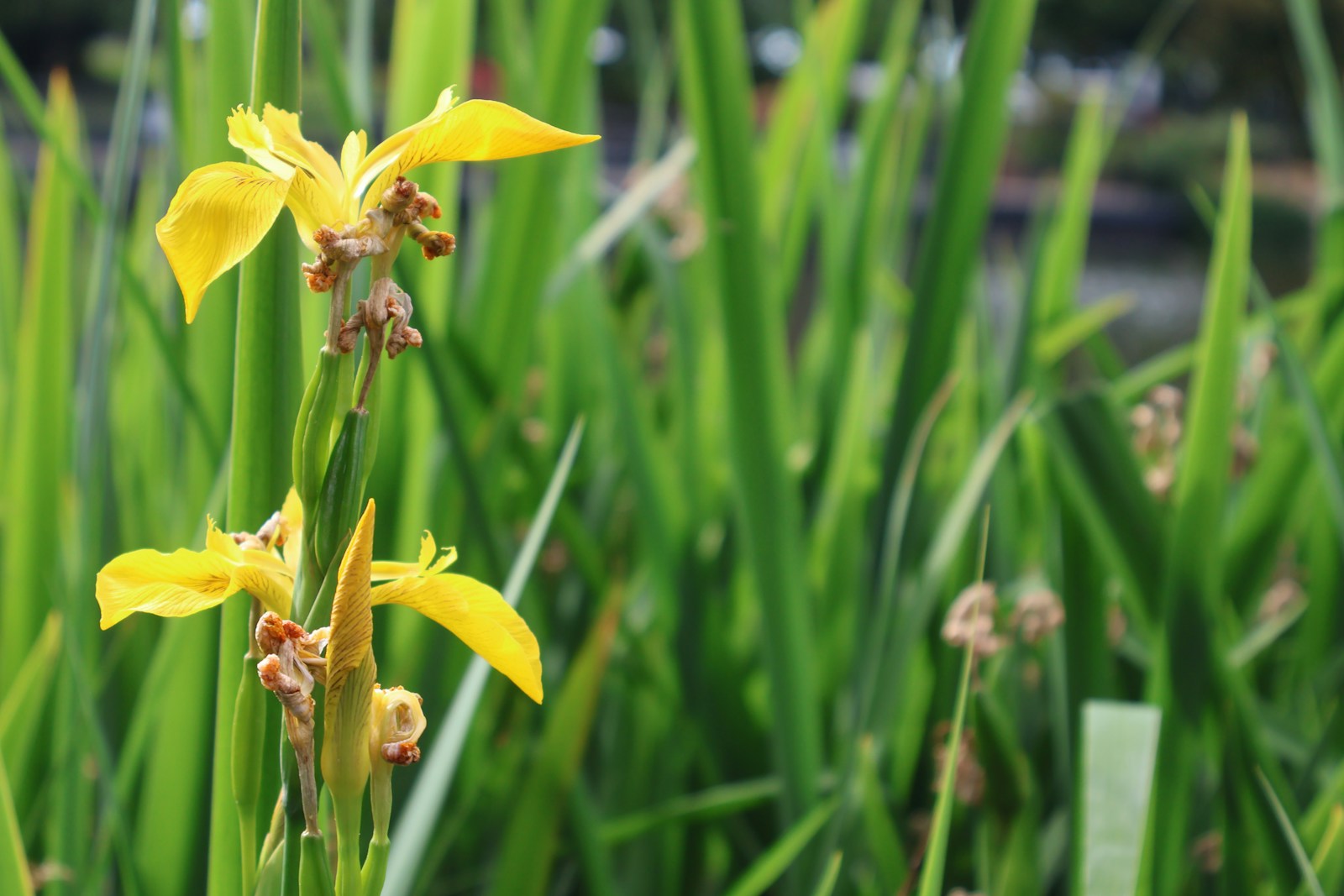 Yellow flag iris in bloom among sword-shaped leaves, a sweet flag lookalike