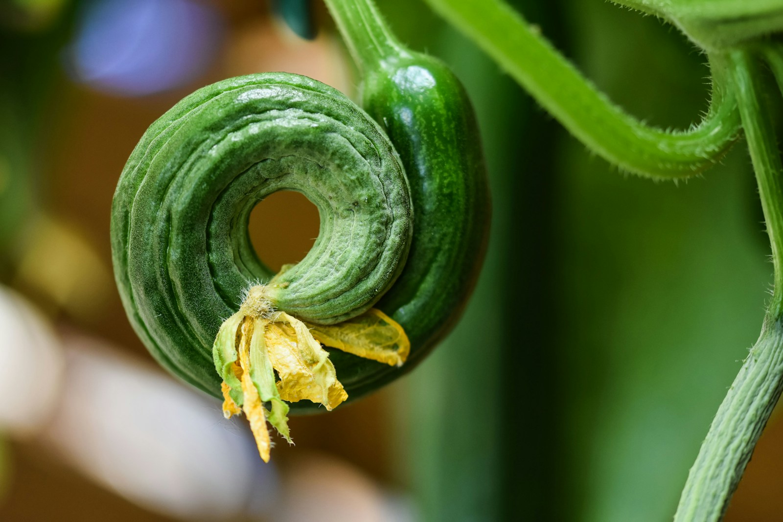 A young cucumber curled into a ring on the vine, a sign of stress