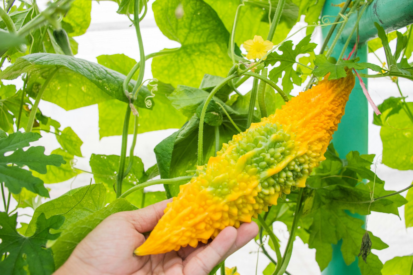 Hand holding an overripe yellow-orange bitter melon still on the vine