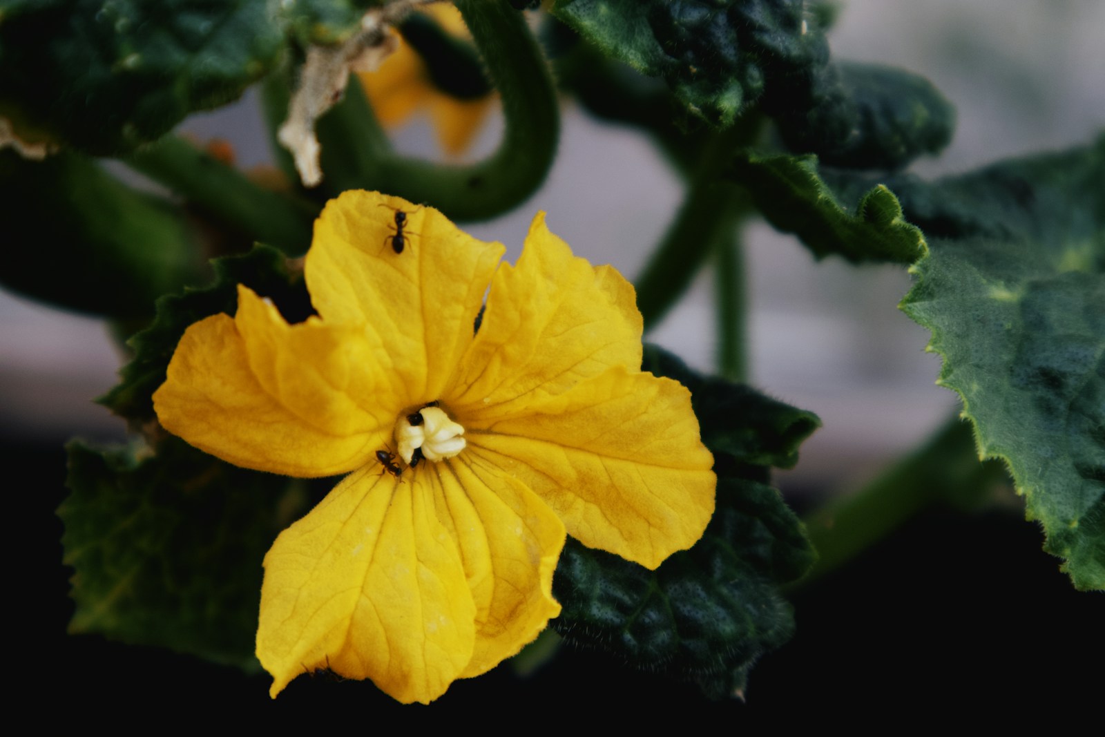 Close-up of a yellow cucumber flower with ants on its petals