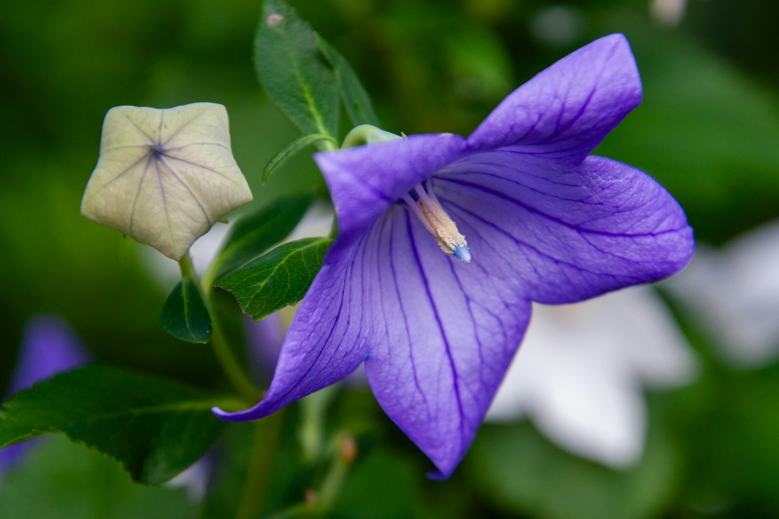 Violet balloon flower in bloom beside a pale, five-sided unopened bud