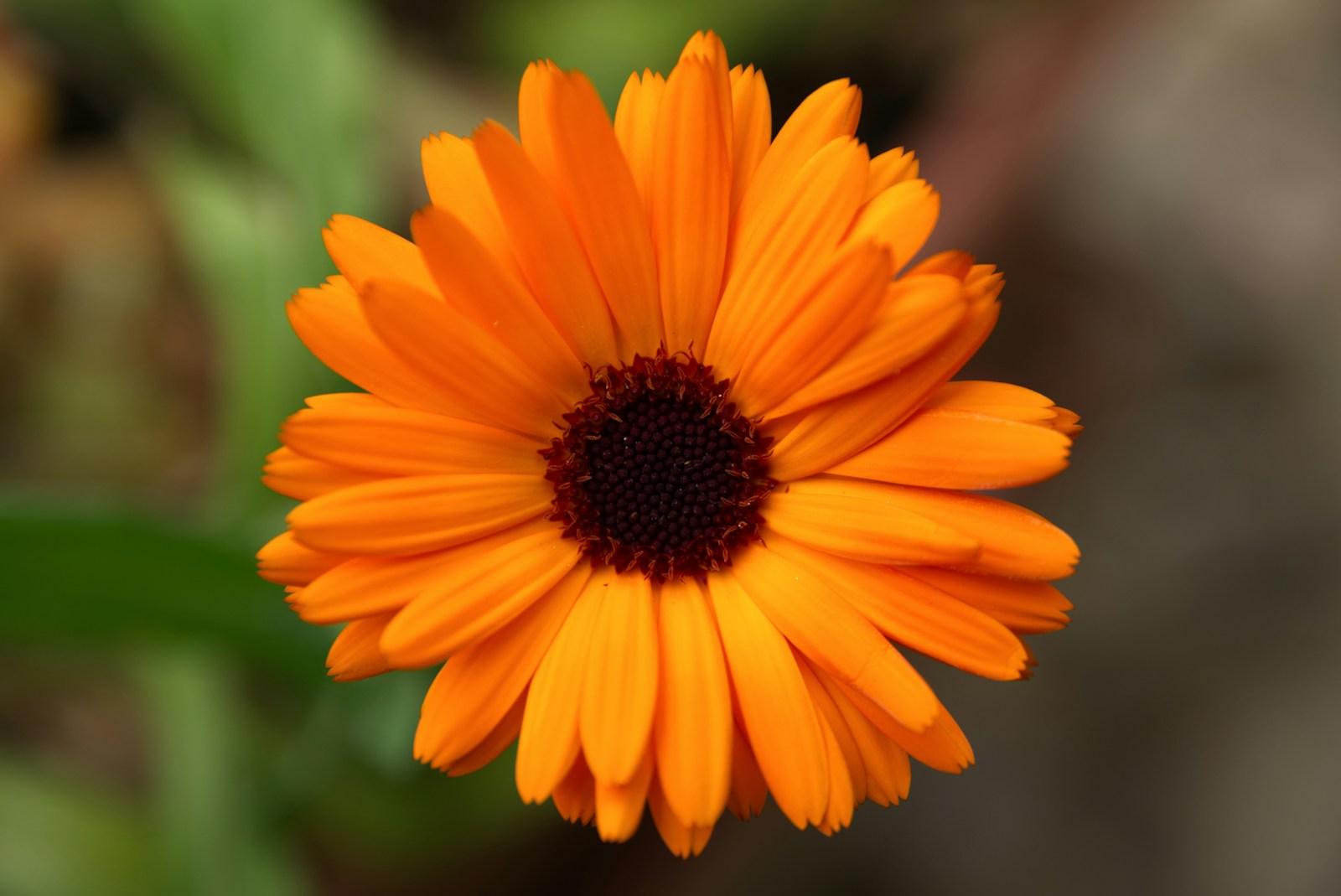 A single orange calendula flower with a dark brown centre