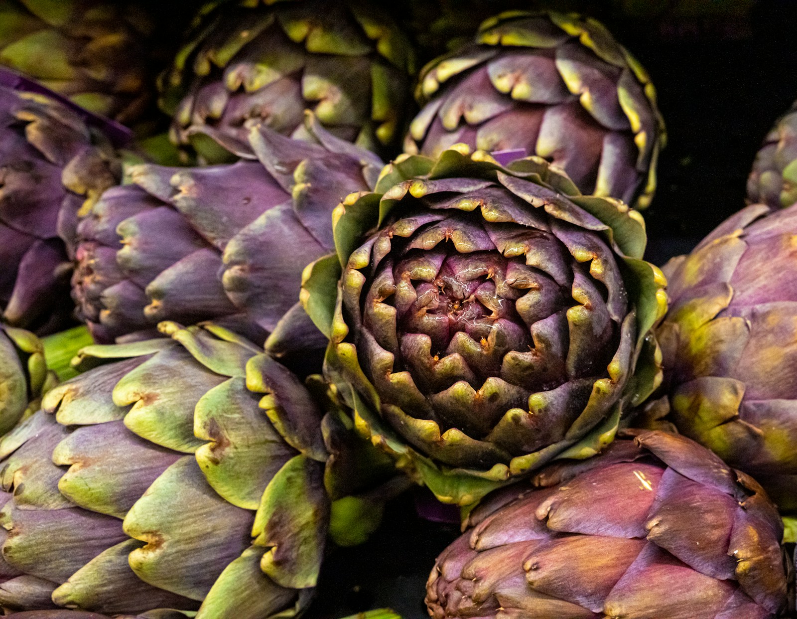 Close-up of purple artichoke buds with tightly overlapping scales