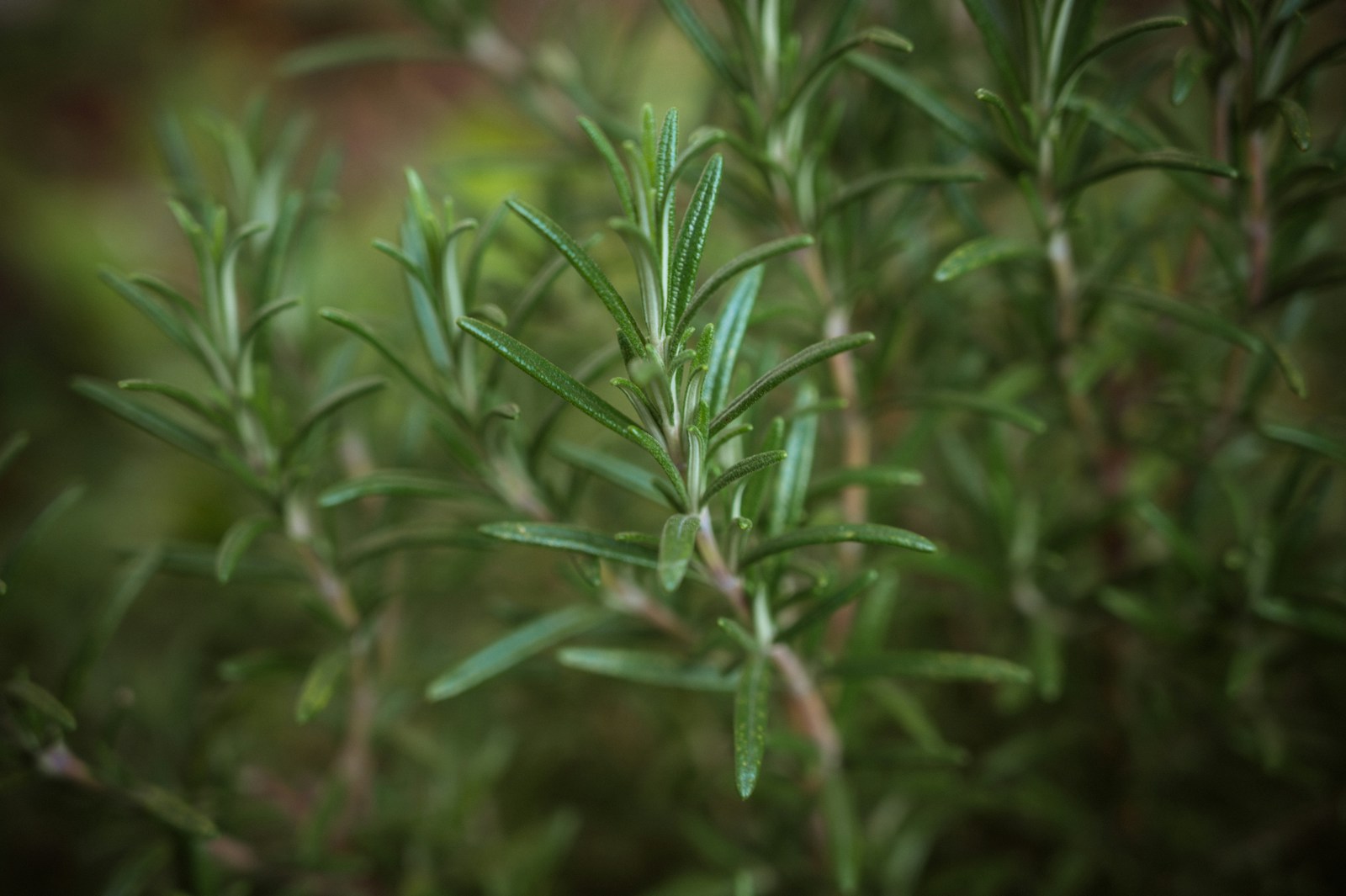 Upright green rosemary shoots growing densely on a healthy plant