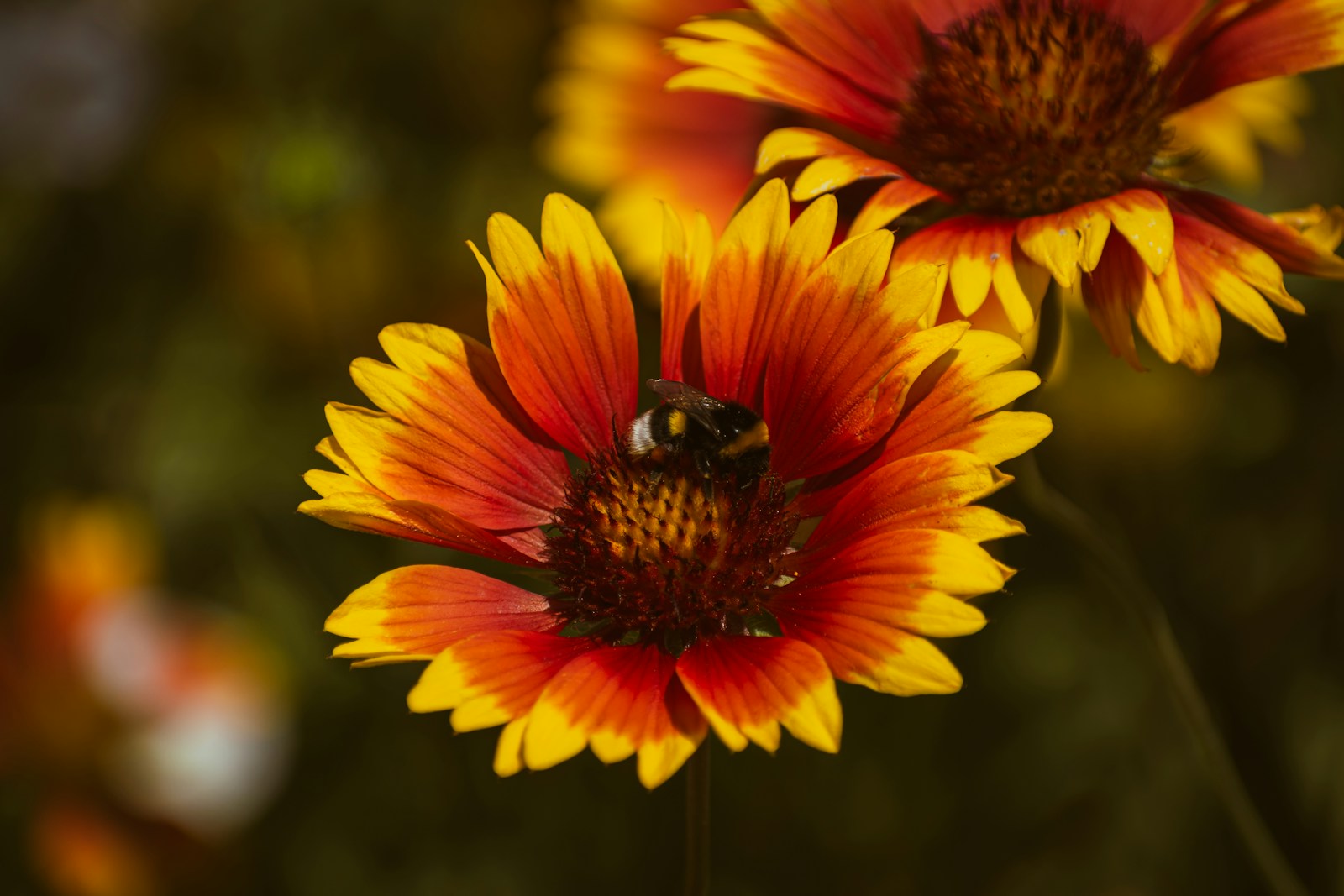 Close-up of a bumblebee on an orange and yellow gaillardia flower