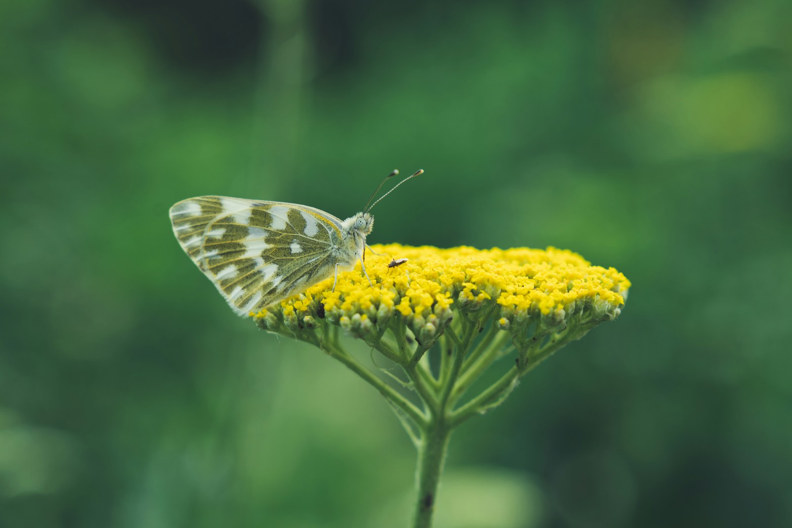 White butterfly resting on a flat golden yarrow flower head