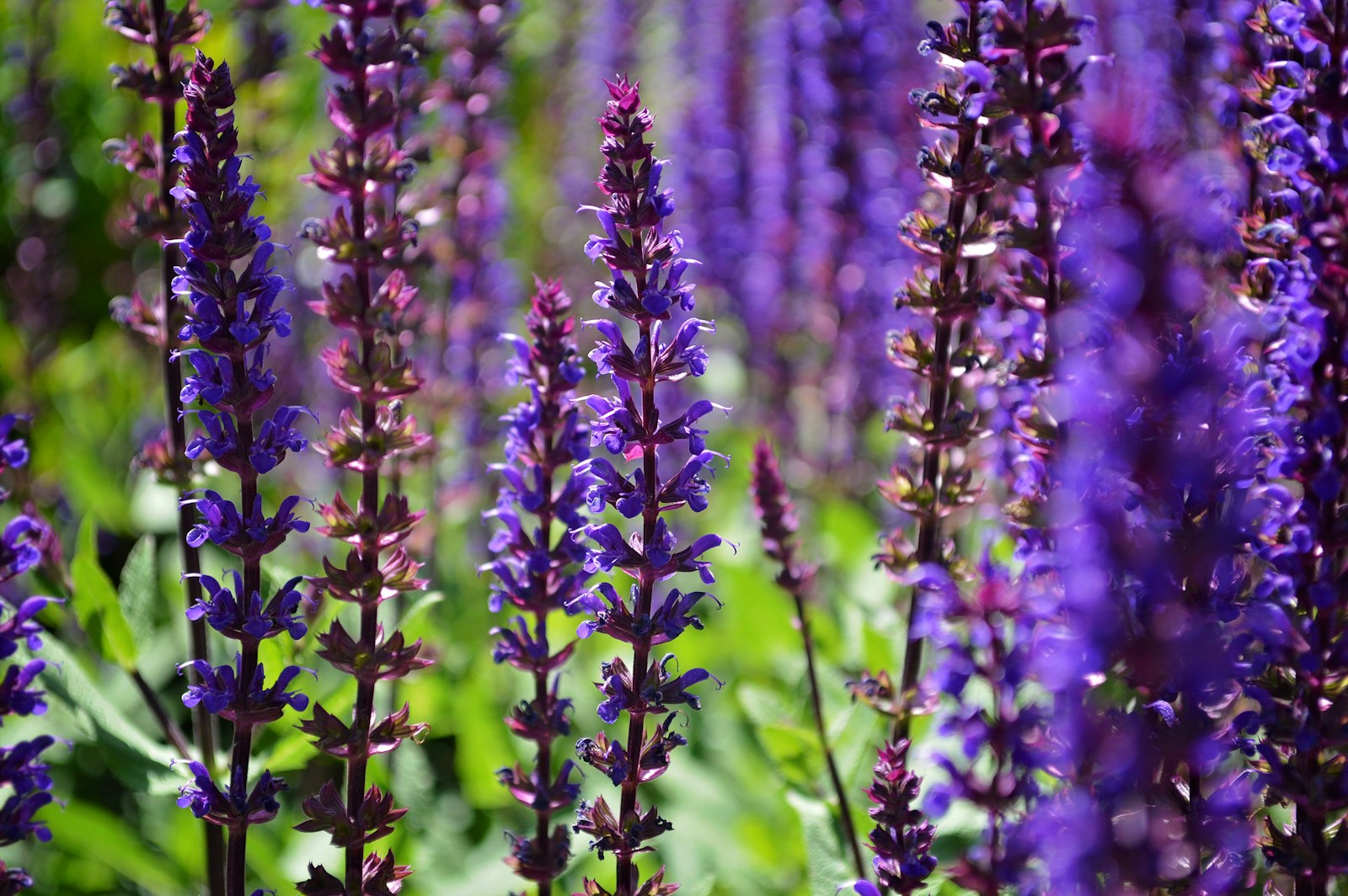 Violet-blue spikes of perennial Salvia nemorosa on dark purple stems