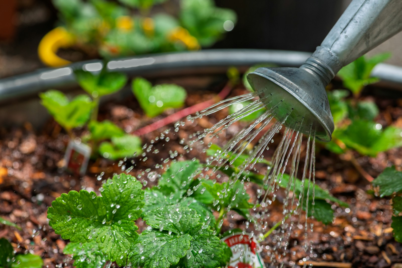 Metal watering can showering young strawberry plants in a container