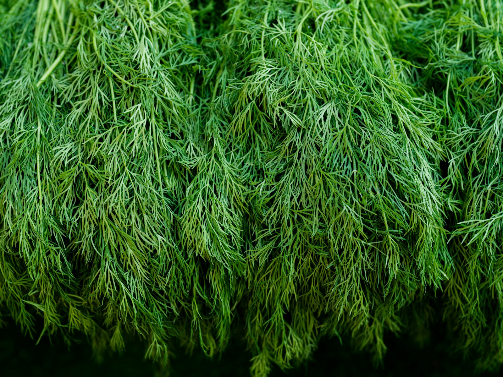 Bunches of freshly cut dill with fine feathery green leaves