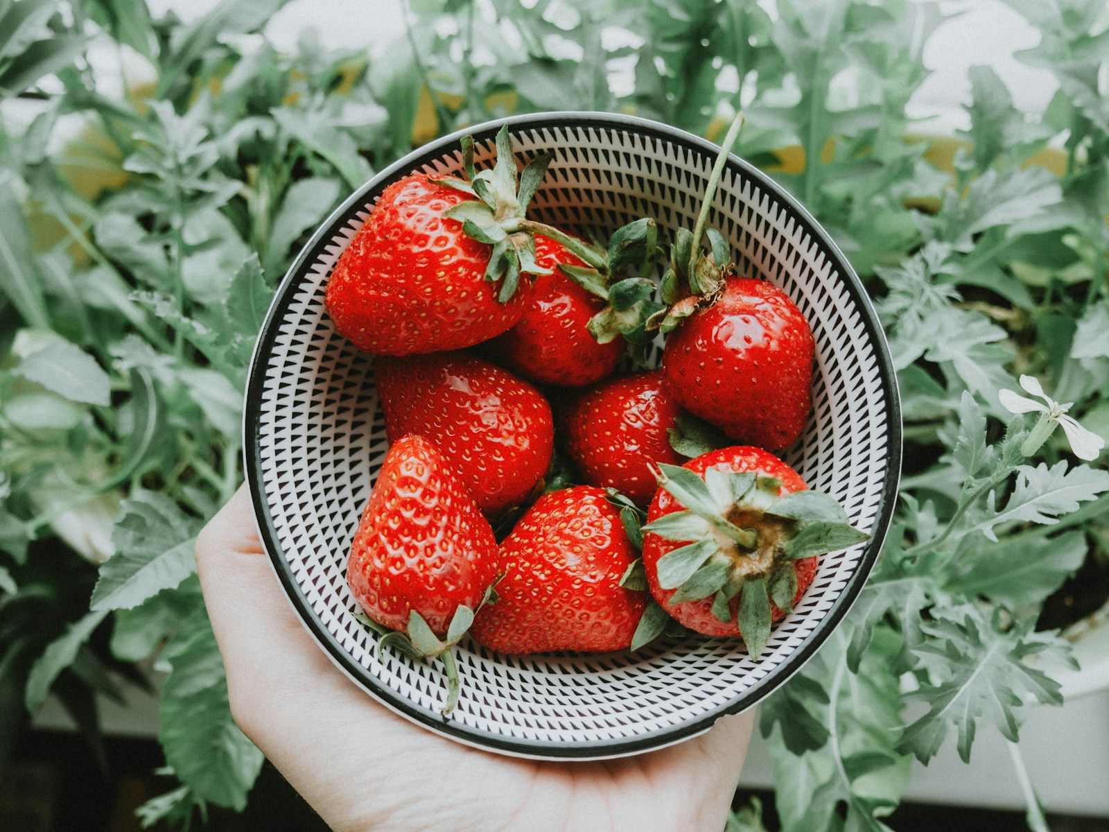 A hand holding a small patterned bowl of freshly picked strawberries
