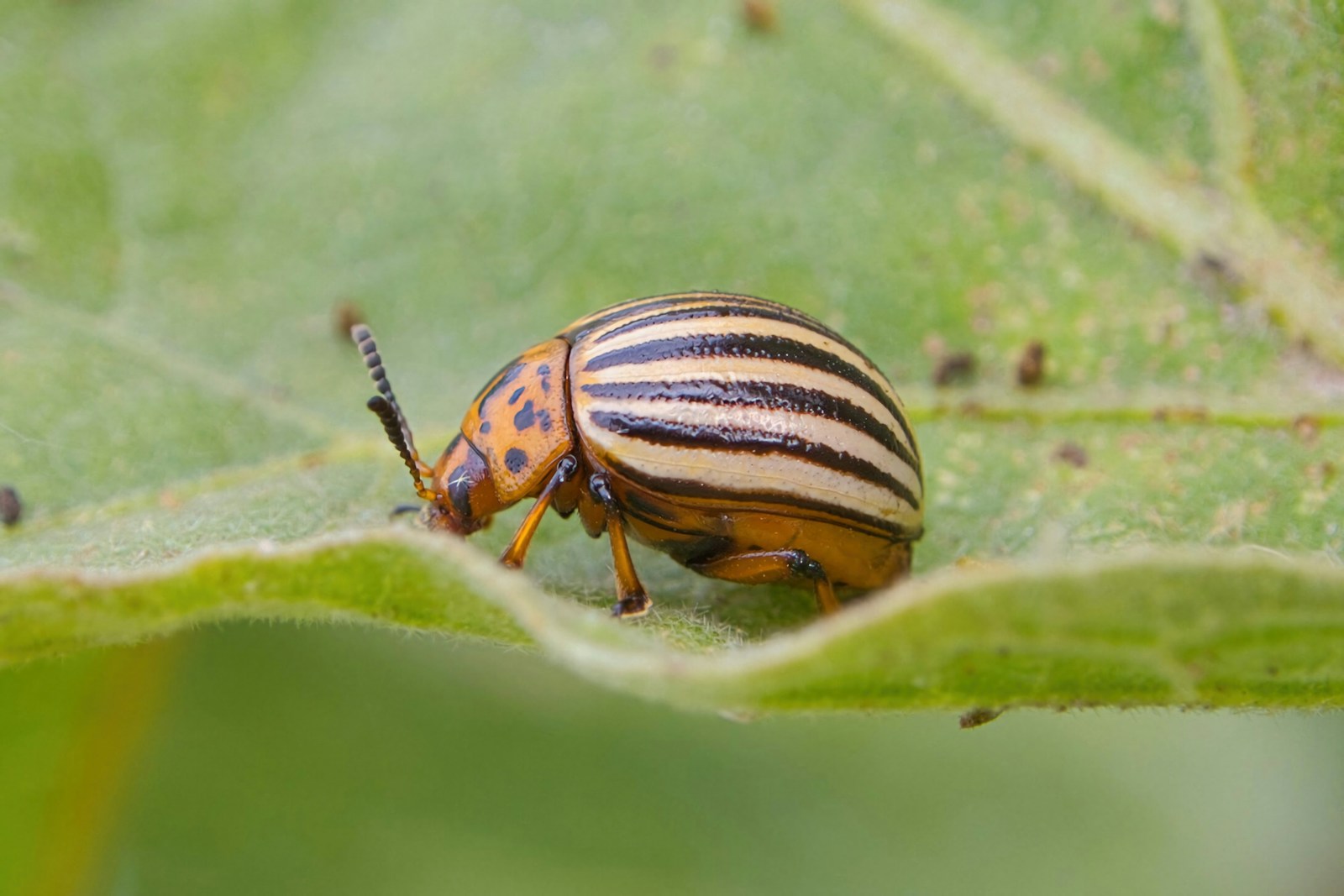 Striped Colorado potato beetle feeding on a green leaf