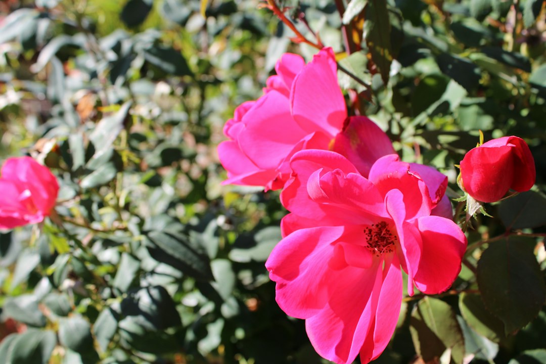 A bright pink rose in full bloom beside an unopened red bud on the same garden shrub
