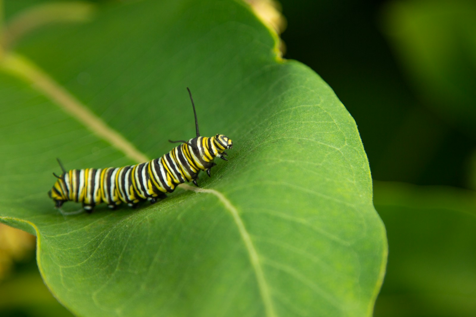 Striped yellow, black and white monarch caterpillar feeding on a milkweed leaf