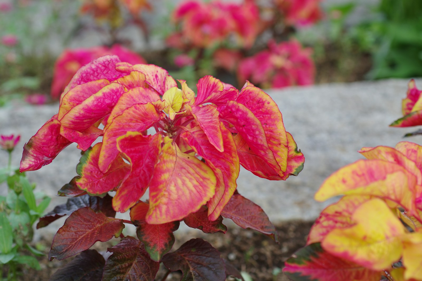Joseph's coat amaranth with pink and yellow top leaves over bronze foliage