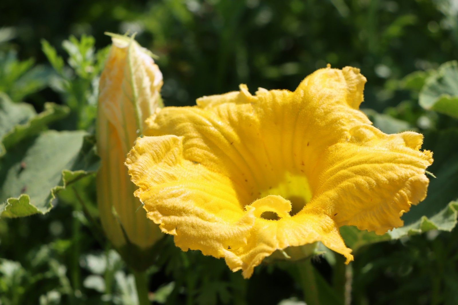 Open yellow zucchini flower beside a closed bud among large leaves