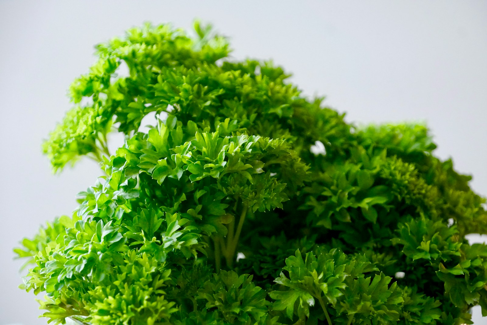 Close-up of a bushy curly parsley plant against a pale background